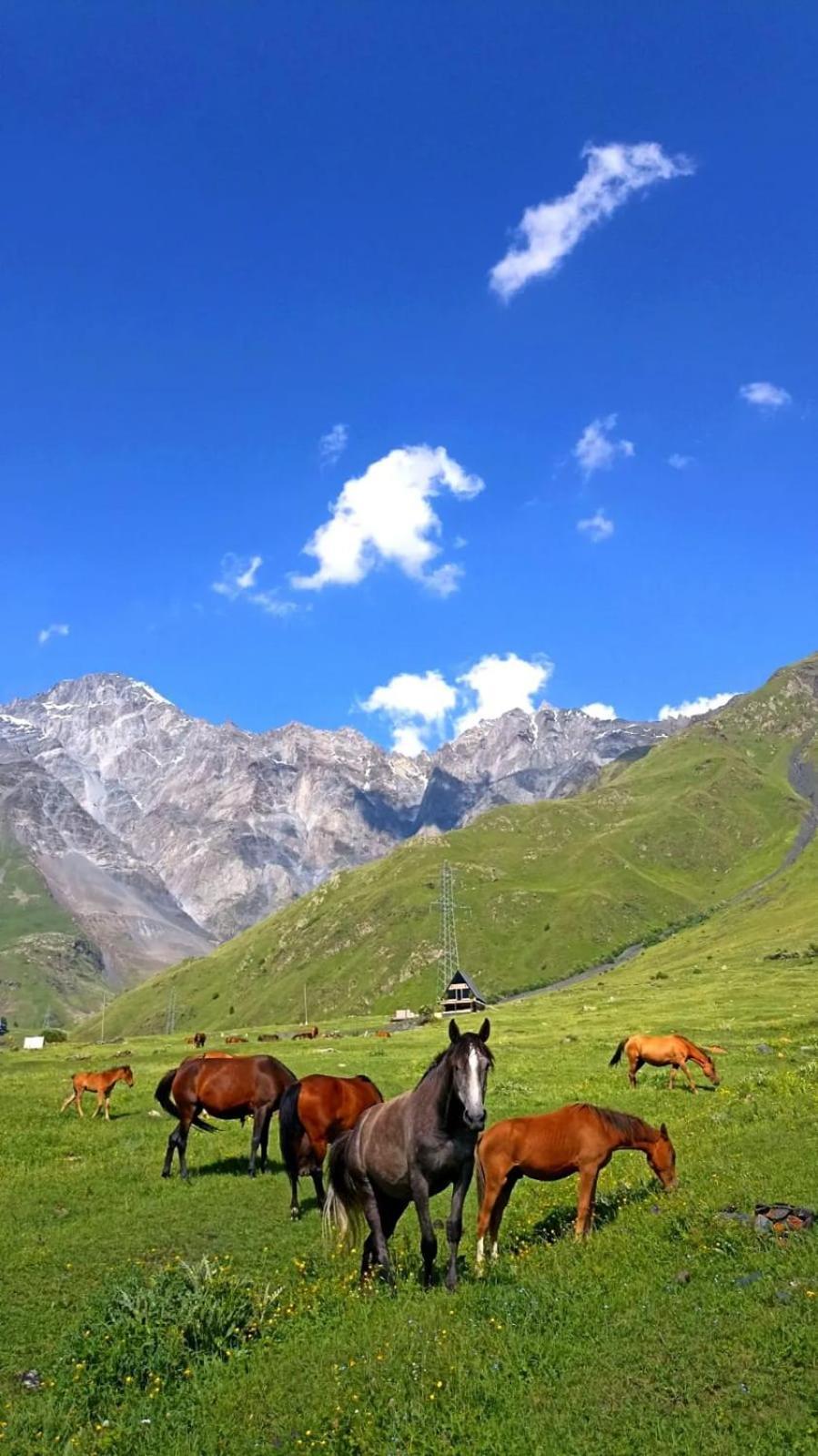 Mountain Flower Cottage Kazbegi Esterno foto